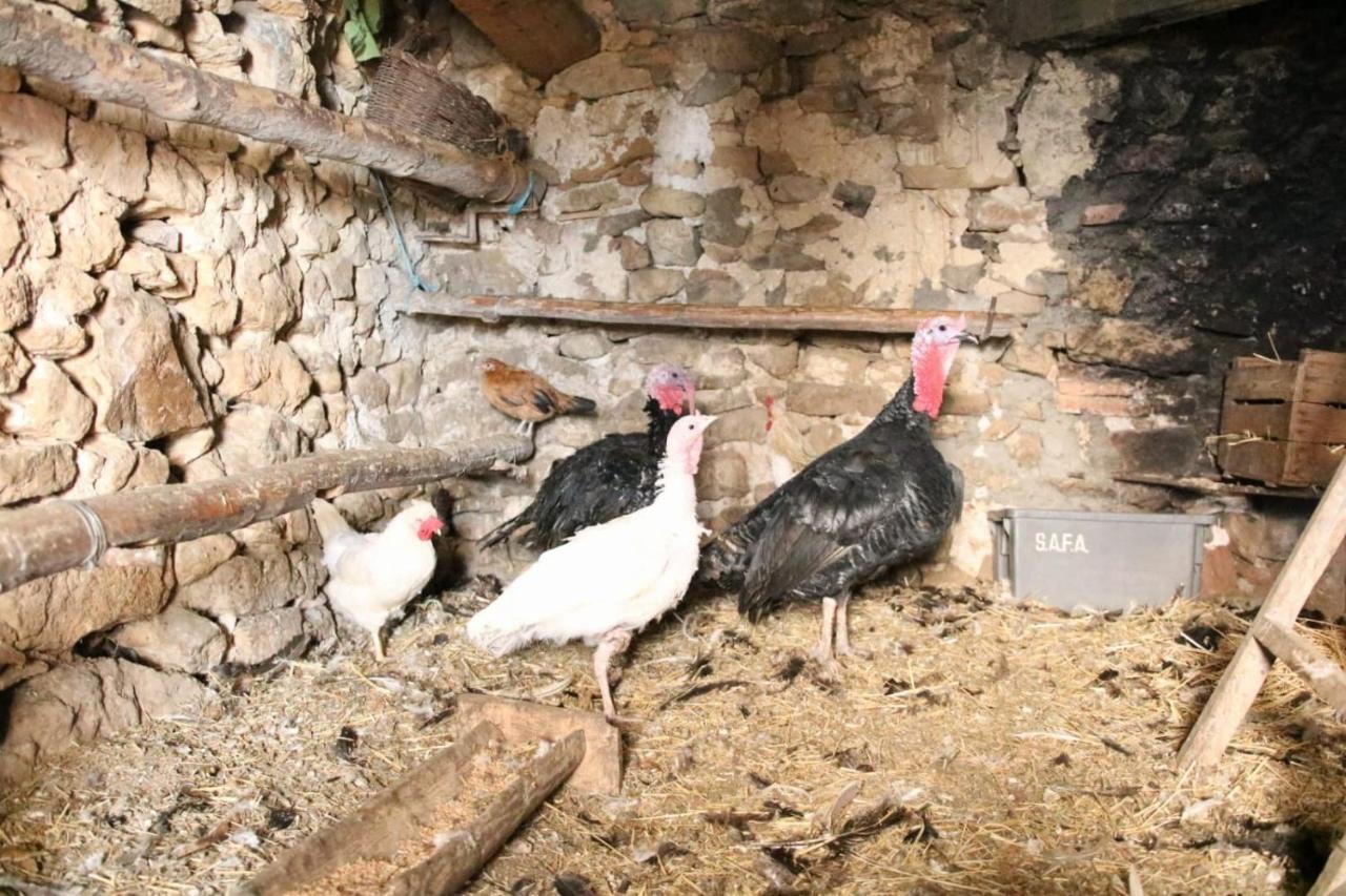 Casa Rural Amador Villarroya de los Pinares Zewnętrze zdjęcie